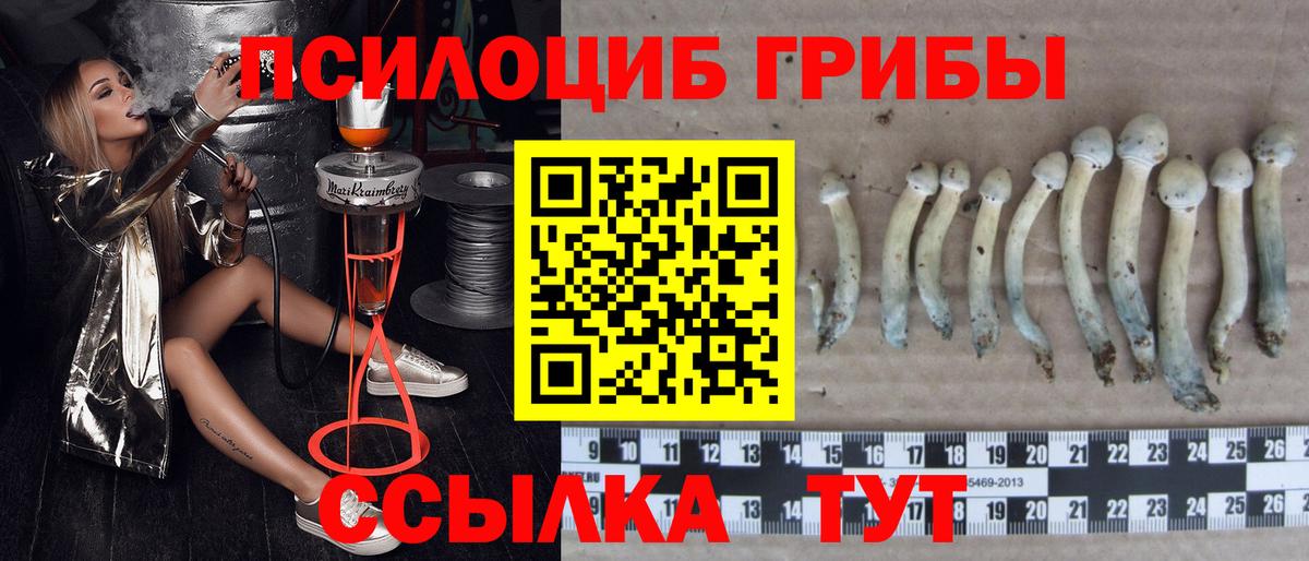 Псилоцибиновые грибы Psilocybe Южноуральск